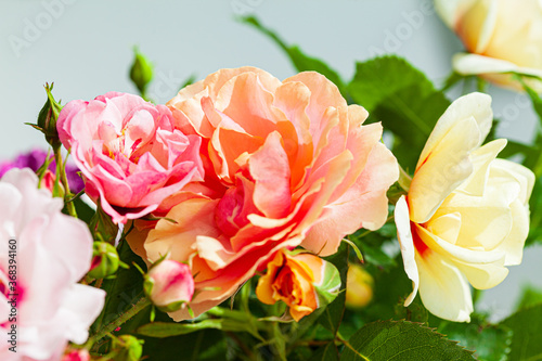 Fototapeta Naklejka Na Ścianę i Meble -  colorful roses in the vase