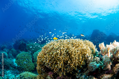 Fototapeta Naklejka Na Ścianę i Meble -  coral reef and fish