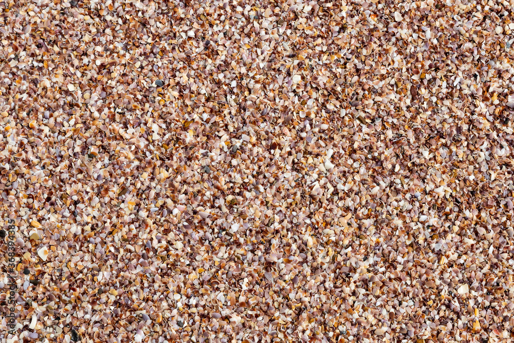beach tropical sea shore. broken shells many shells natural texture beach tropical sea shore. broken shells many shells natural texture