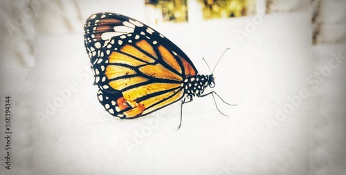 Photography painted lady butterfly isolated on white background