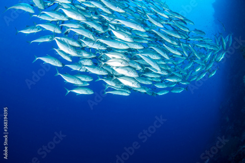 school of trevally fish