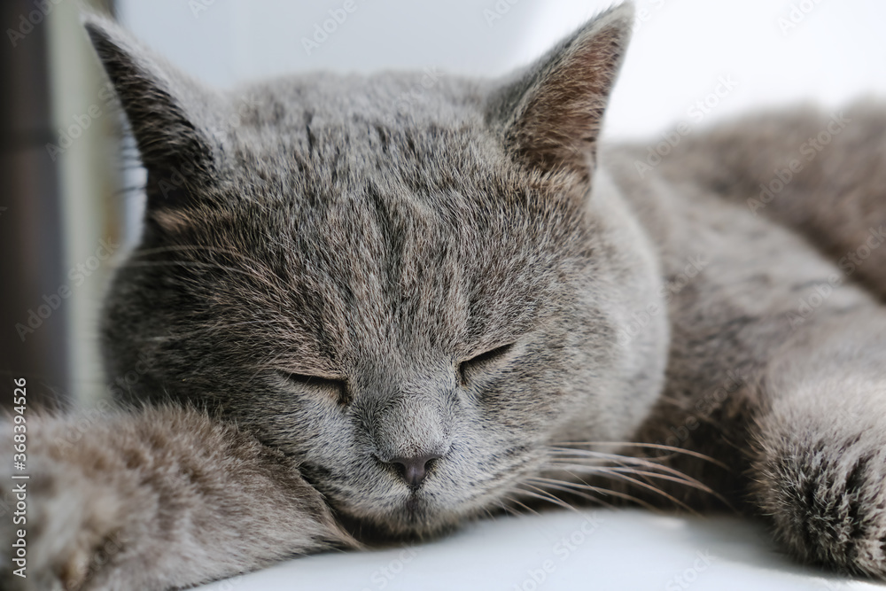 british shorthair cat sleeping or resting. cute sleepy grey cat. calm and relaxed pet. animals as friends. pet care and pet vacation concept.