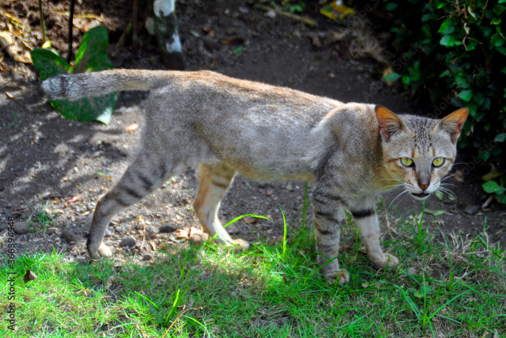 Fototapeta premium animals, domestic animals, cats, domestic cats, white, yellow, brown, black, gray