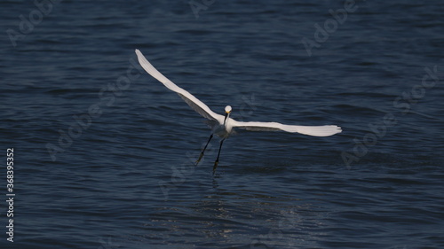 Photos garza blanca en santa marta