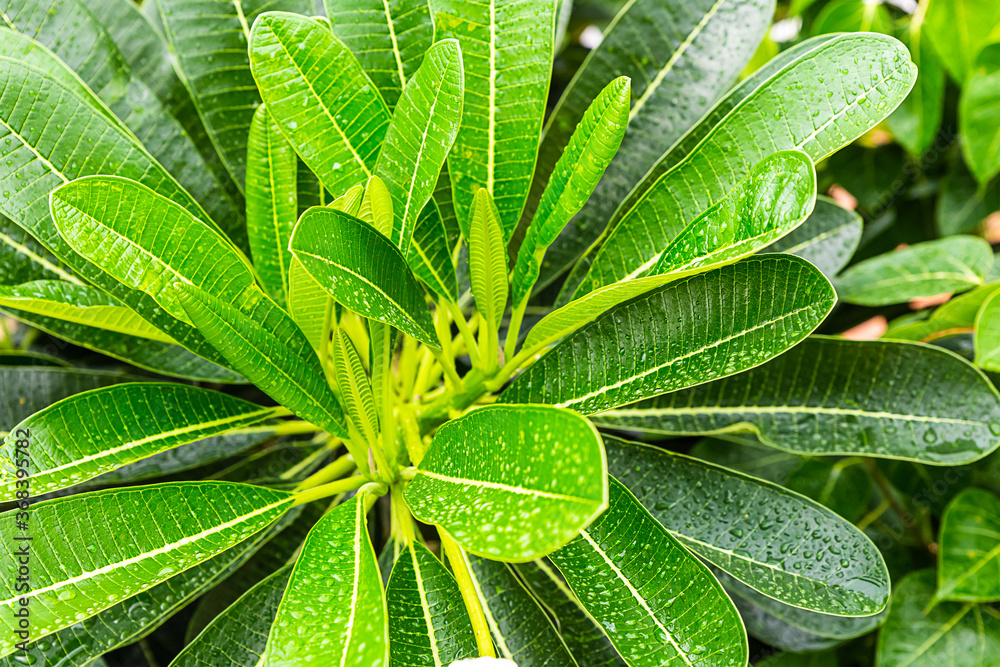 laurel bush green and long leaves flora design base background laurel bush green and long leaves flora design base background