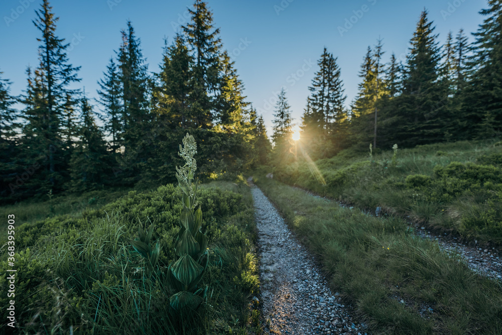 A train traveling down train tracks near a forest A train traveling down train tracks near a forest