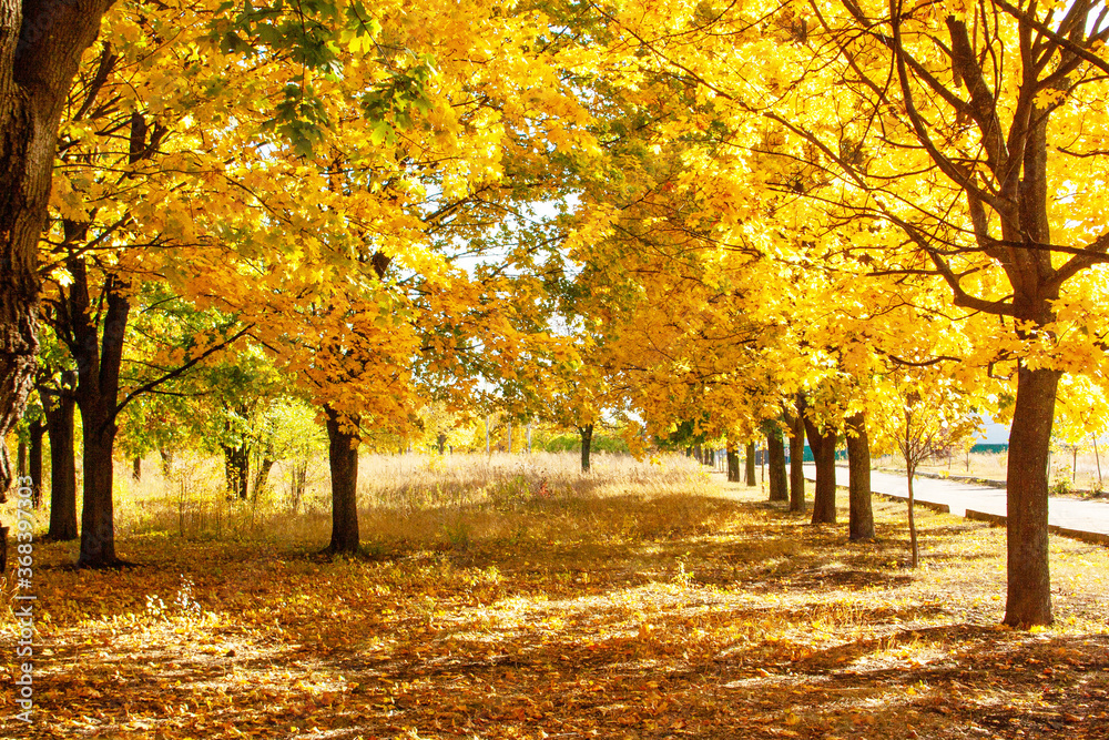 Autumn park with golden trees. Autumn landscape