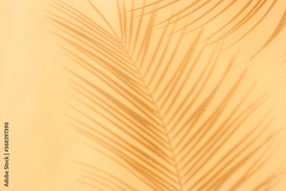 Obraz premium Palm leaves shadow on a peach background