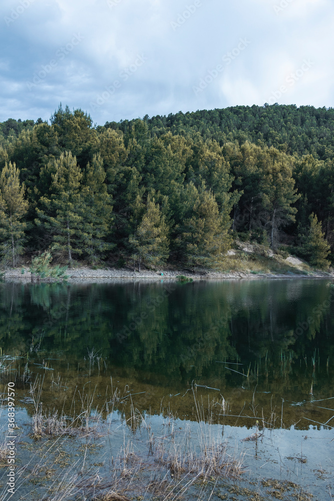 reflection of trees in a lake