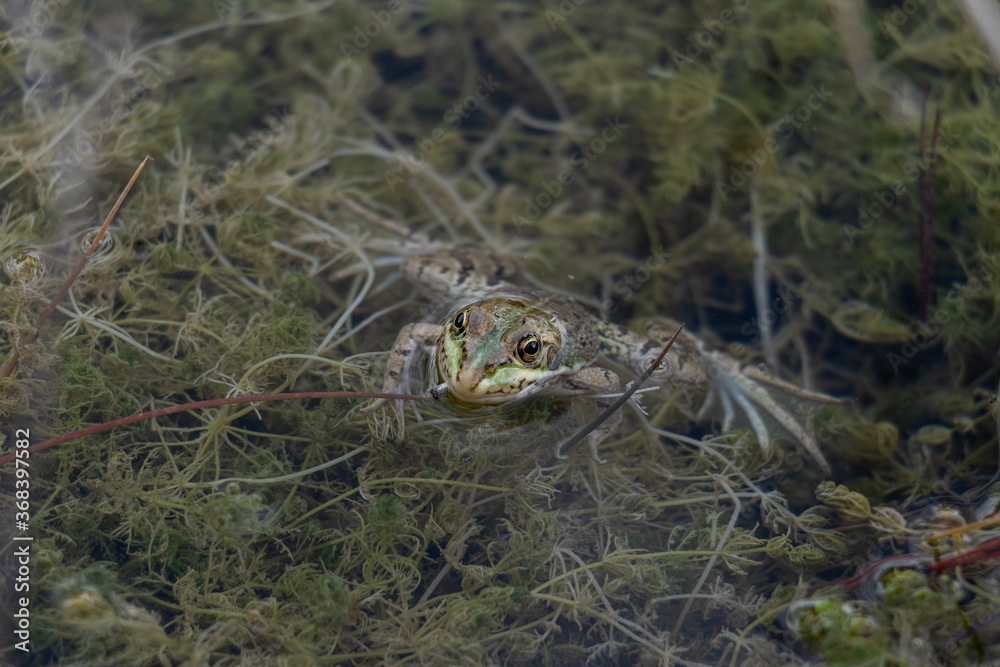 frog in a lake frog in a lake