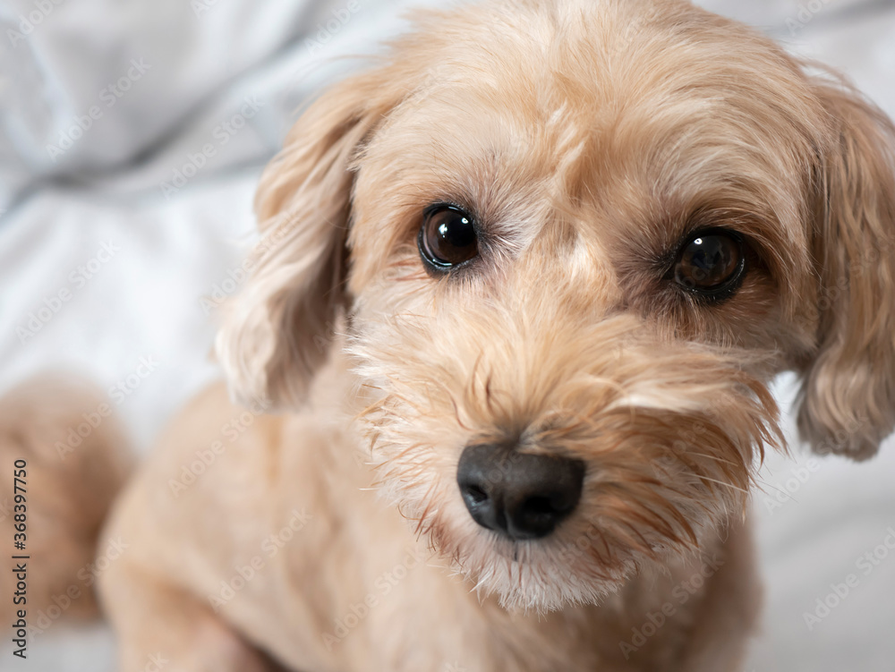じっと座って見つめるかわいいアプリコットの小型犬 マルプー トイプードル Stock 写真 Adobe Stock