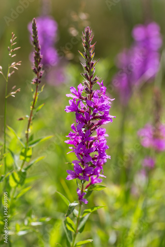 Herbal alternative medicine and medicinal plants. The inflorescence of a useful flower is narrow-leaved fireweed, Chamaenerion angustifolium, Epilobium natural anti-inflammatory agent in the meadow
