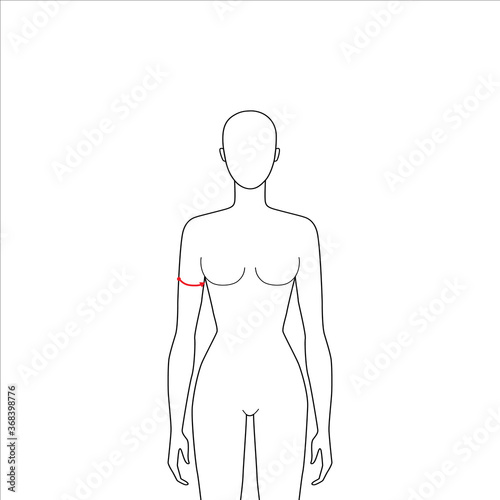 Women to do biceps measurement fashion Illustration for size chart. 7.5 head size girl for site or online shop. Human body infographic template for clothes. 