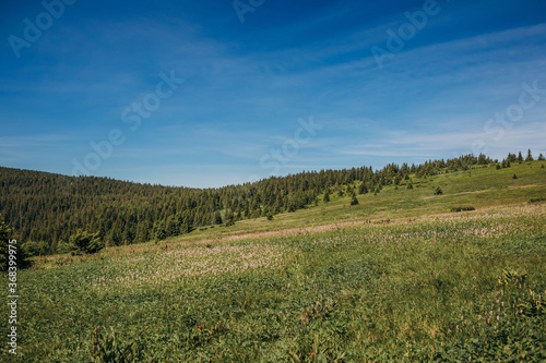 A herd of sheep standing on top of a grass covered field