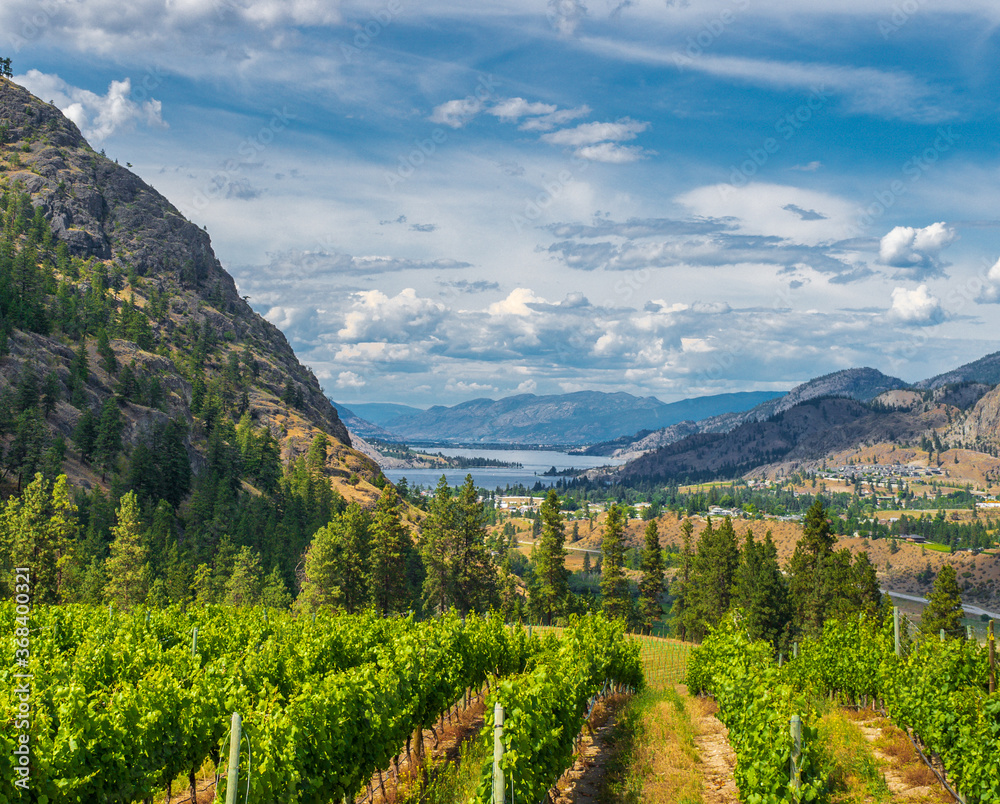 Vivid colours at scenic vineyard in southern Okanagan Valley in British Columbia, Canada - Hawthorne mountain