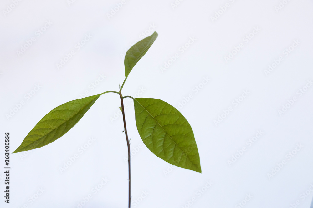 sprouted avocado pit in glass of water sprouted avocado pit in glass of water