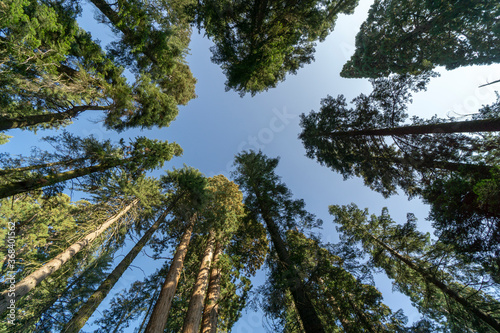 California  the Sequoia Park