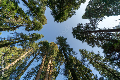 California, the Sequoia Park