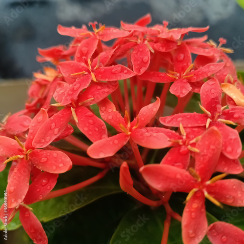 flowers blossoming in garden 