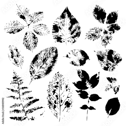 vactor set of grunge leaves