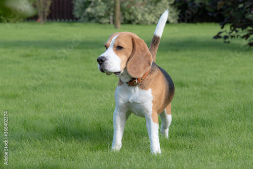 beagle dog on grass