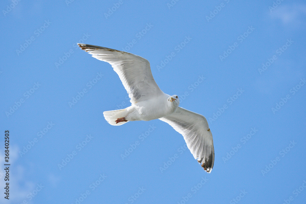 Obraz premium Seagull in flight against blue sky, background., seen from below