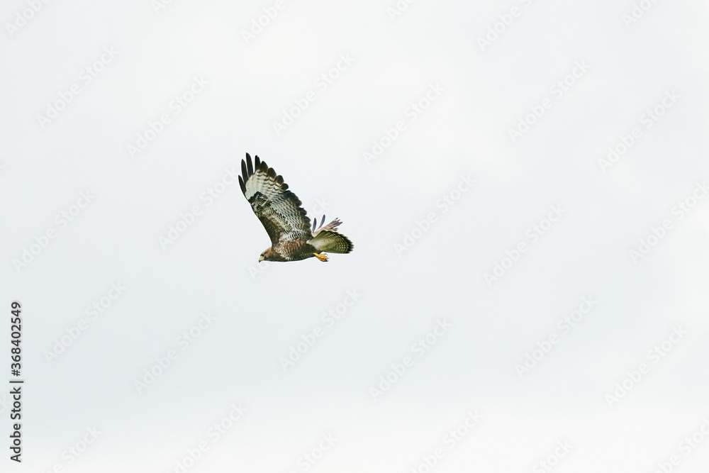 One common buzzard bird, bird of pray, buteo buteo, in flight against a white sky