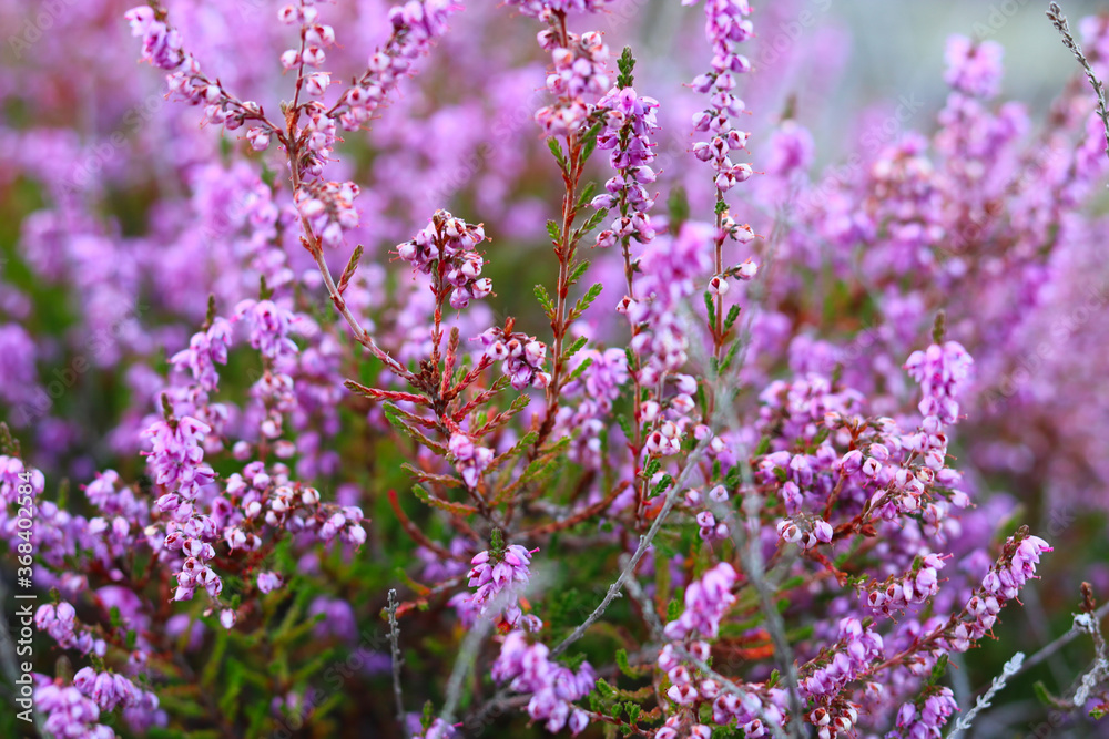 Fototapeta premium Wrzosy