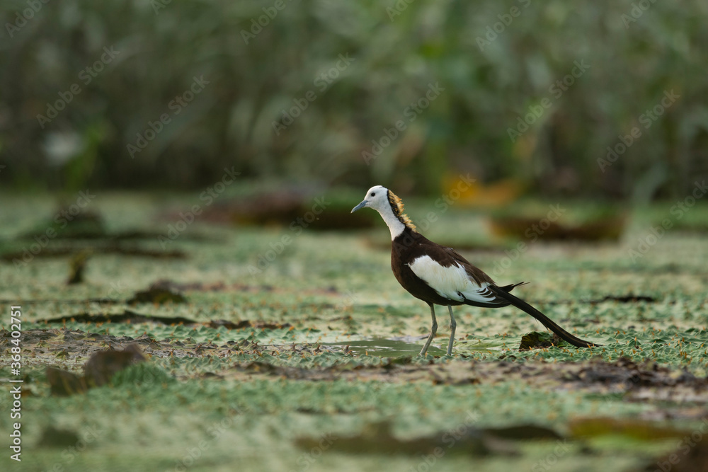 Obraz premium Pheasant-tailed Jacana