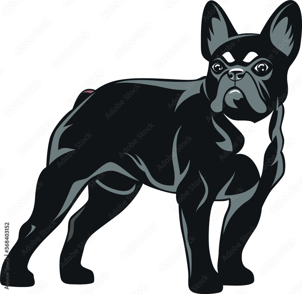 Serious Black French Bulldog