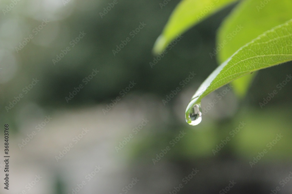 water drops on a leaf