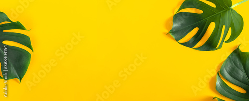 Summer concept. Green leaves Monstera on yellow background. Flat lay, top view, copy space, banner