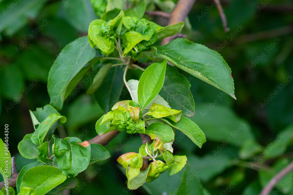 Obraz premium Apple leaf disease in the garden