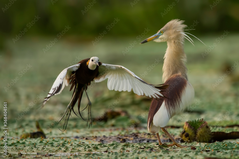 Fototapeta premium Pheasant tailed jacana fighting with pond heron over territory 