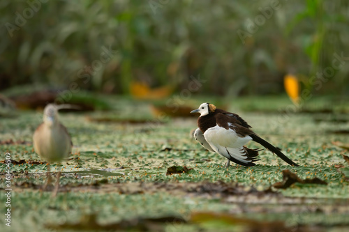 Pheasant tailed jacana fighting with pond heron over territory 
