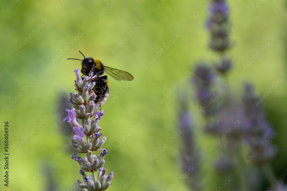 bee on a lavender blurred motion