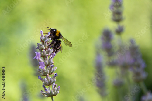flower lavender with worker bee © Simon Schmid
