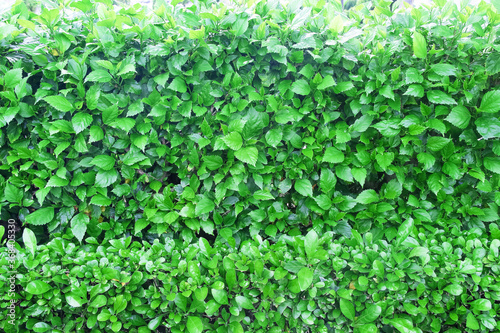 Chaba leaf tree fence wall , green plant nature background