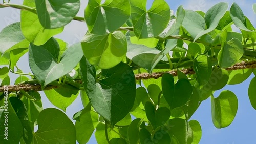 Giloy Amrita Gudbell Tinospora cordifolia  Herbal Medicine  heart-leaved moonseed, guduchi photo
