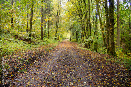 Wald im Frühherbst