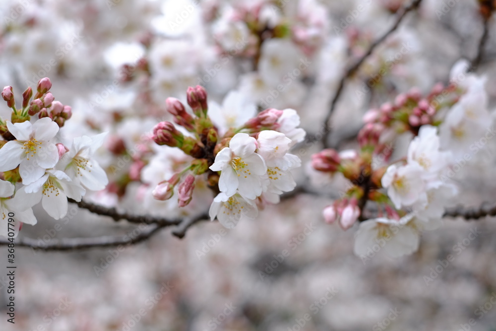 Closeup of cherry blossom in spring Closeup of cherry blossom in spring