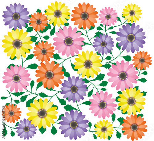 オステオスペルマム　花群