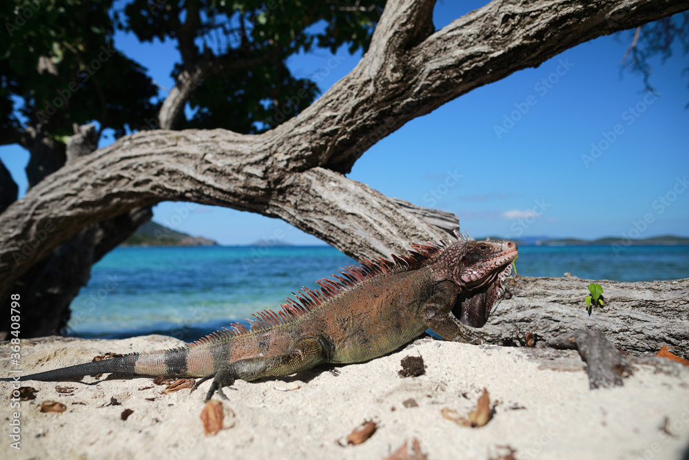 Iguana animal on the Caribbean beach near ocean with beautiful and clear water