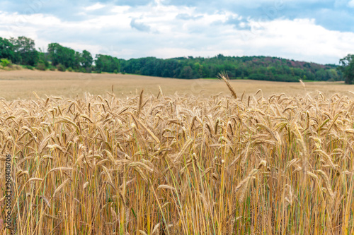 field with ripening wheat in the countryside