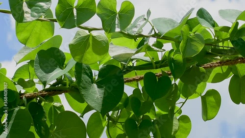 Tinospora cordifolia Heart-leaved moonseed also known as Amrita photo