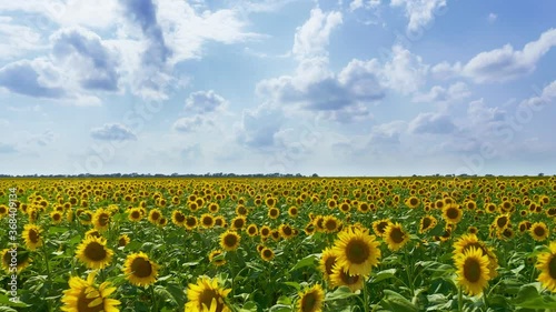 Meadow of sunflowers at day. Aerial nature. 
