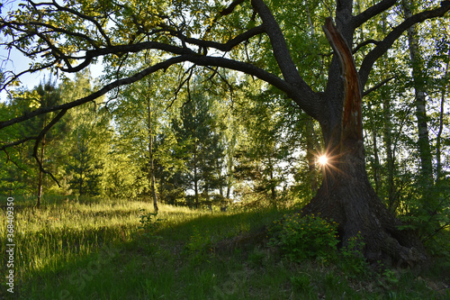 beautiful sunset in the summer forest