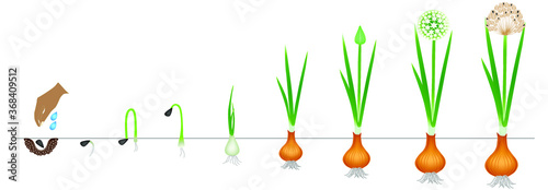 Cycle of growth of a plant of a onion isolated on a white background.