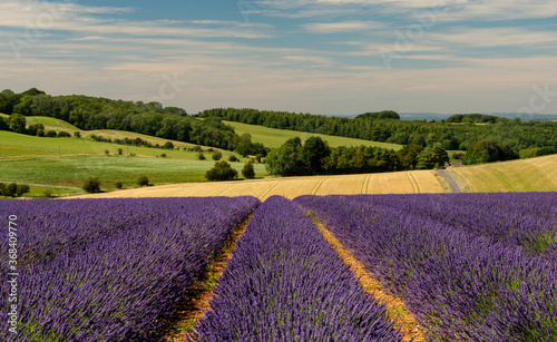 Lavender fields at Snowshill, Cotswolds Gloucestershire England UK photo