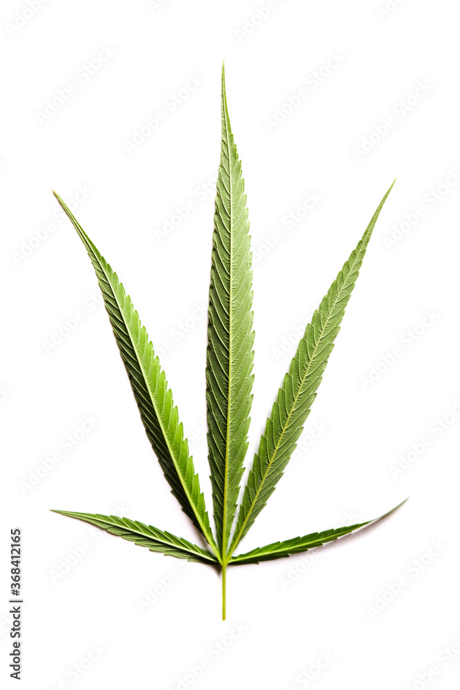 Marijuana leaves in a white background, Green cannabis leaves isolated Marijuana leaves in a white background, Green cannabis leaves isolated